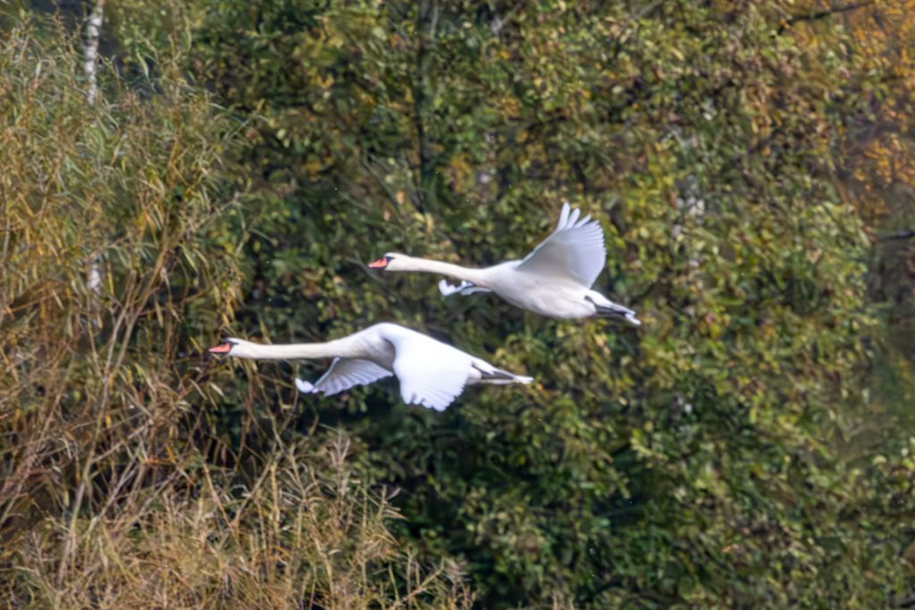 Mute Swan (Cygnus olor) In flight